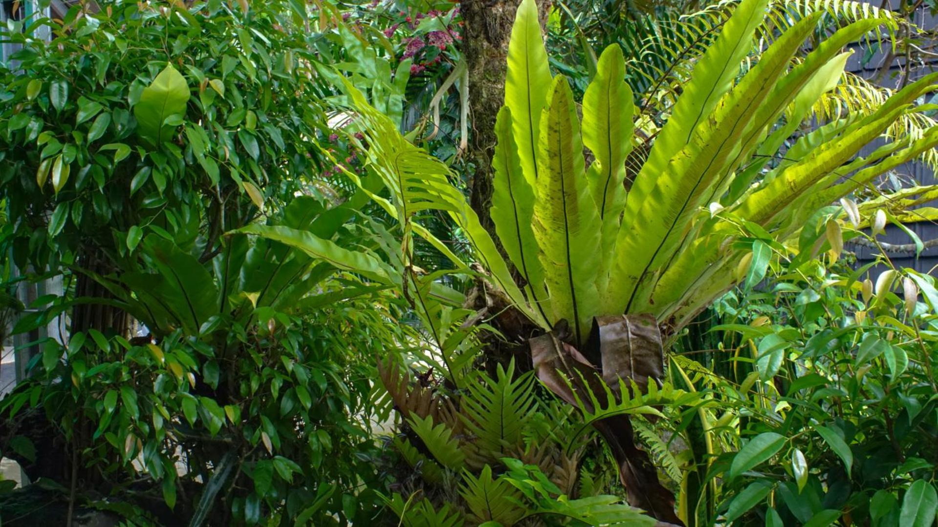 Goa Walet Cottage Praya Kültér fotó